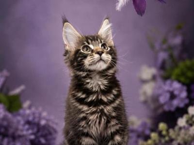 Angel Heart Main Coon Babies - Maine Coon - Gallery Photo #1