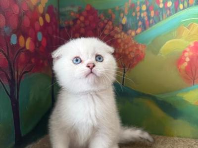 Snowys  Kittens - Scottish Fold - Gallery Photo #1