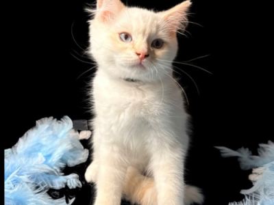 Cheesecake And Cracker Jack - Ragdoll - Gallery Photo #1