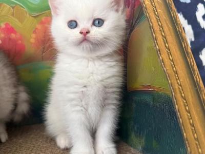 Snowy Kittens - Scottish Straight - Gallery Photo #1