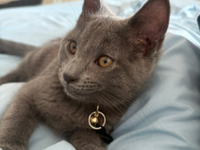 Kenshi - Russian Blue - Gallery Photo #1