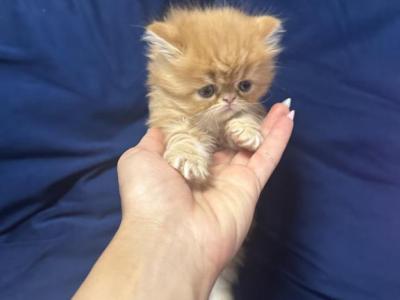 Bella Babies - Persian - Gallery Photo #1