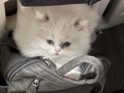 Lilac Bicolor Male CFA Registered - Himalayan - Gallery Photo #1