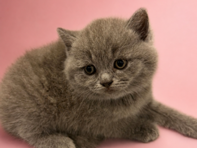 MALE BRITISH SHORTHAIR KITTEN - British Shorthair - Gallery Photo #1
