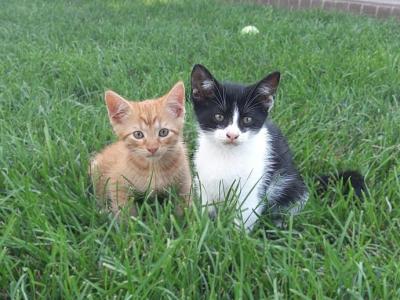 FREE Kittens - Domestic - Gallery Photo #1