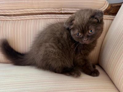 Younger Scottish Fold Chocolate Female - Scottish Fold - Gallery Photo #1