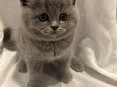 BEST OF THE BEST - British Shorthair - Gallery Photo #1