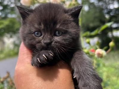 SMOKEY - British Shorthair - Gallery Photo #1