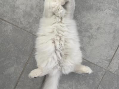 Scottish Fold Silver Chinchilla Female Retiring - Scottish Fold - Gallery Photo #1