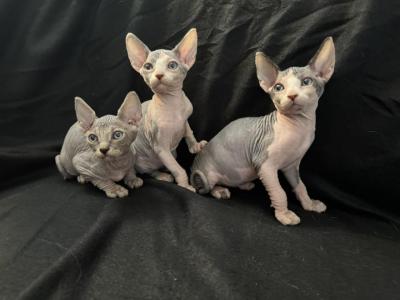 Star Sphynx - Sphynx - Gallery Photo #1