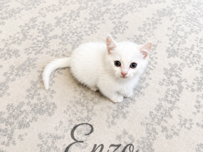 Enzo - Munchkin - Gallery Photo #1