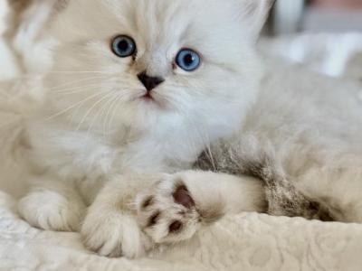Mr Polar Bear - Persian - Gallery Photo #1