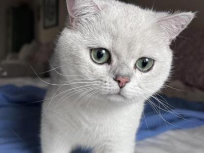 Roland - British Shorthair - Gallery Photo #1