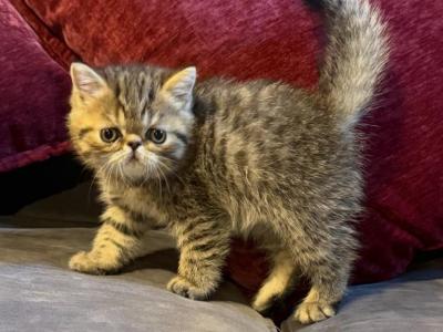 Tiger - Exotic - Gallery Photo #1
