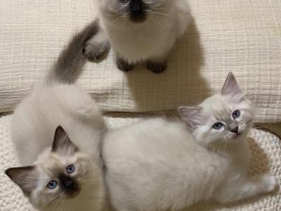 Nellie & Buzz - Ragdoll - Gallery Photo #1