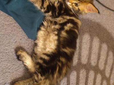Clara Chia Shakira And Piques Kittens - Maine Coon - Gallery Photo #1