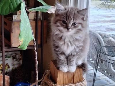 Nancys Girl - Ragdoll - Gallery Photo #1