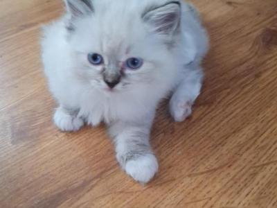 Nancy's Boy - Ragdoll - Gallery Photo #1