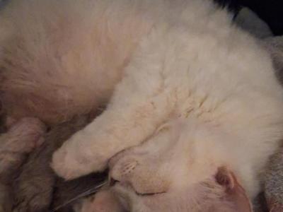 Arwen Snowball - Ragdoll - Gallery Photo #1