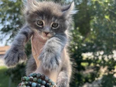 Highland Lynx June Litter - Highlander - Gallery Photo #1