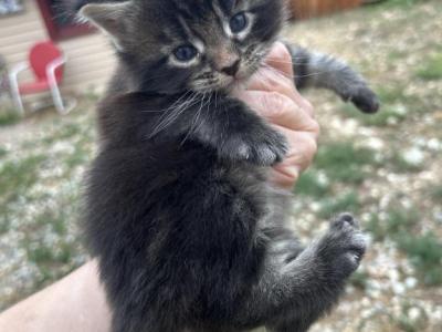 Maine Coons In Montana - Maine Coon - Gallery Photo #1