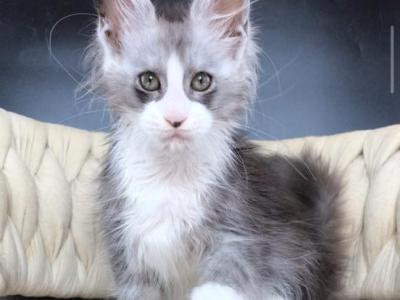 Yan - Maine Coon - Gallery Photo #1