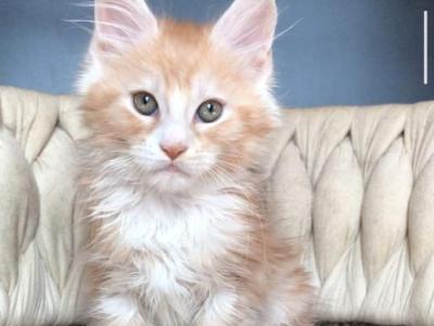 Yogurt - Maine Coon - Gallery Photo #1