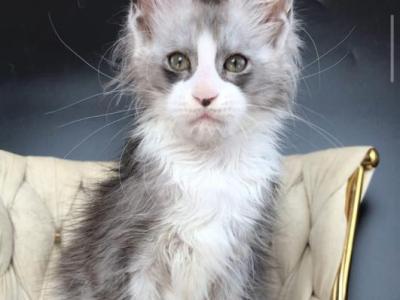 Yan - Maine Coon - Gallery Photo #1