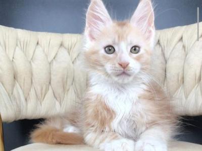 Yarik - Maine Coon - Gallery Photo #1