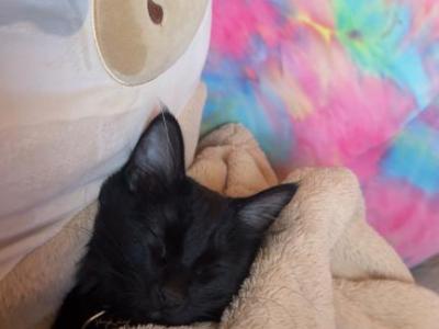 Diorr - Domestic - Gallery Photo #1