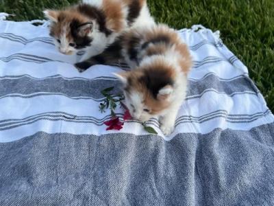 Maine Coon Kittens - Maine Coon - Gallery Photo #1