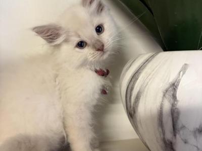 Burgundy Collar - Ragdoll - Gallery Photo #1