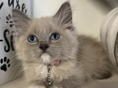 Pink Collar - Ragdoll - Gallery Photo #1
