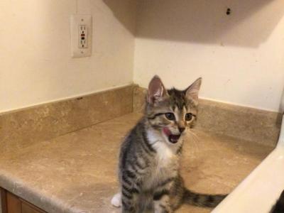 Orange Tabby - Domestic - Gallery Photo #1