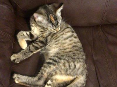 Orange Tabby - Domestic - Gallery Photo #1