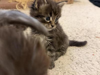 Dark Brown And Black Male - Maine Coon - Gallery Photo #1