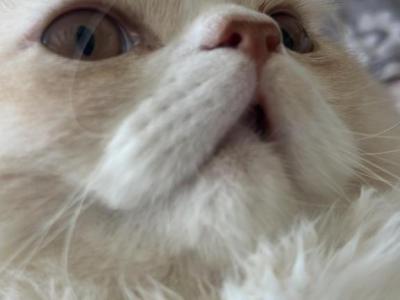 Bear - Persian - Gallery Photo #1
