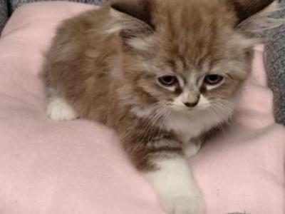 Ragdoll Kittens - Ragdoll - Gallery Photo #1