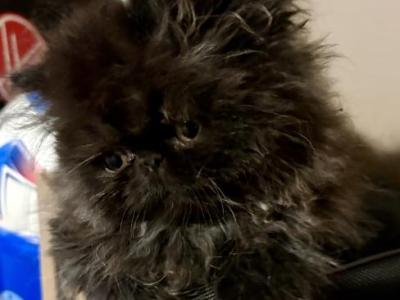 Name - Persian - Gallery Photo #1