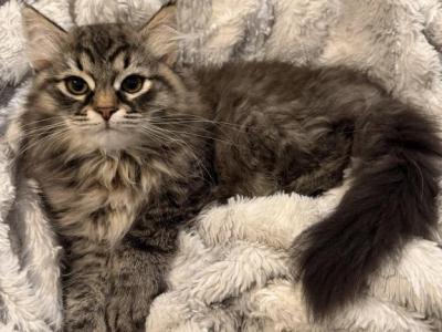 Otter Of FirCountry Siberians - Siberian - Gallery Photo #1