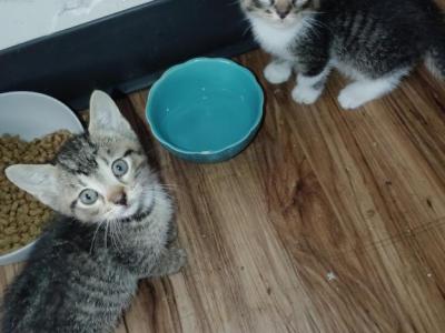 You Name Your Own Cat - Domestic - Gallery Photo #1