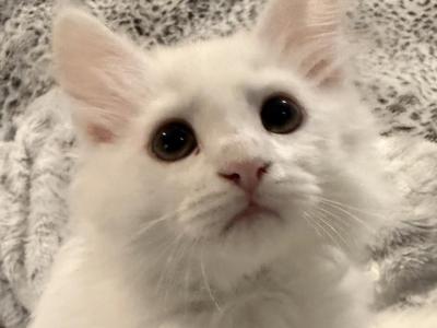 Yoshi Of FirCountry Siberians - Siberian - Gallery Photo #1