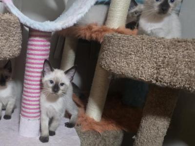 Siamese Kittens - Siamese - Gallery Photo #1