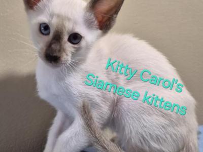 CFA Registered Siamese - Siamese - Gallery Photo #1