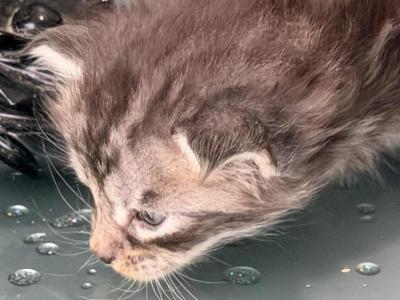 John Henry - Maine Coon - Gallery Photo #1