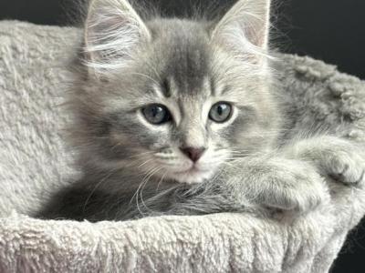 Skippy - Siberian - Gallery Photo #1