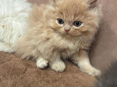 Caramel Boy - Persian - Gallery Photo #1
