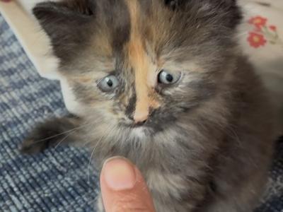Beautys Maine Coonish Litter - Maine Coon - Gallery Photo #1