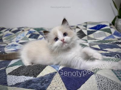 Mighty Mouse - Ragdoll - Gallery Photo #1