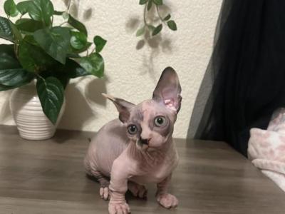 Bambino Sphynx - Sphynx - Gallery Photo #1